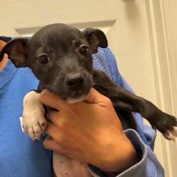 Chihuahua and Mixed Breed Dogs Available for Adoption in Greensboro, Georgia - Fifi | PetCurious