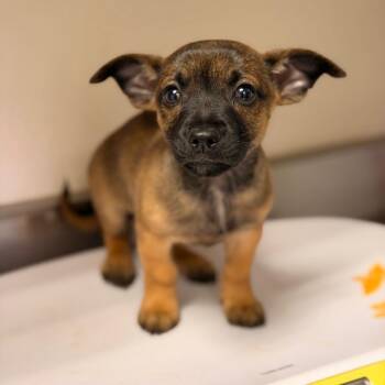 Hermes -  Chihuahua and Dachshund Dog for Adoption in San Antonio, Texas - Hermes | PetCurious