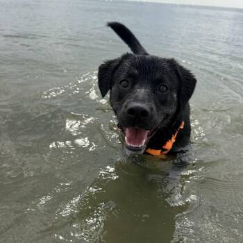 Moose -  Rottweiler and Terrier Dog for Adoption in Wando, South Carolina - Moose | PetCurious