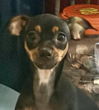 Mocha -  Manchester Terrier and Chihuahua Dog for Adoption in Torrance, California - Mocha | PetCurious