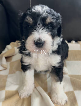 TUX -  Bernedoodle Dog for Adoption in Grand Junction, Colorado - TUX | PetCurious
