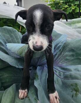 Ranch -  Mixed Breed Dog for Adoption in Spokane, Washington - Ranch | PetCurious