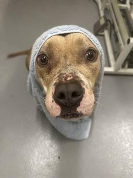 Rescue Staffordshire Bull Terrier Dogs for Adoption in Louisville, Kentucky - CINNA-PAW-LICK | PetCurious