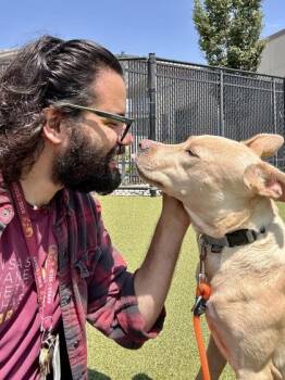 Cheese Cake -  Mixed Breed Dog for Adoption in Wichita, Kansas - Cheese Cake | PetCurious