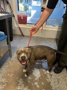 Venetia -  Pit Bull Terrier Dog for Adoption in Mobile, Alabama - Venetia | PetCurious