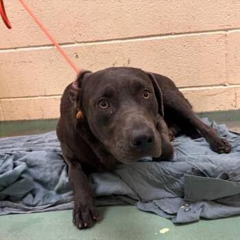 Louie -  Mixed Breed Dog for Adoption in Memphis, Tennessee - Louie | PetCurious