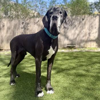 Hansel -  Great Dane Dog for Adoption in Pelham, New Hampshire - Hansel | PetCurious
