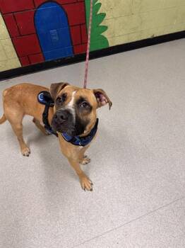 Rescue Pit Bull Terrier Dogs for Adoption in Indianapolis, Indiana - CHICO | PetCurious