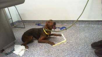 A1269376 -  Plott Hound Dog for Adoption in Charlotte, North Carolina - A1269376 | PetCurious