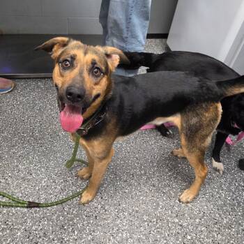 Rescue Shepherd Dogs for Adoption in Parkersburg, West Virginia - Papa Bear | PetCurious