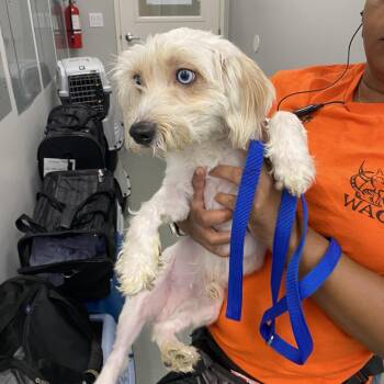 Bobbin -  Cairn Terrier Dog for Adoption in Westminster, California - Bobbin | PetCurious