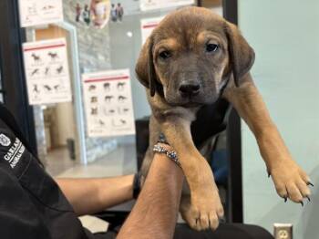 WRINKLES -  German Shepherd Dog Dog for Adoption in Rowlett, Texas - WRINKLES | PetCurious