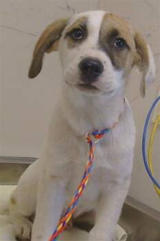 ASPEN -  Anatolian Shepherd and Mixed Breed Dog for Adoption in Sacramento, California - ASPEN | PetCurious