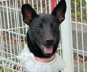 Karina -  Mountain Dog Dog for Adoption in San Ramon, California - Karina | PetCurious