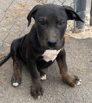 Mixed Breed Dogs Available for Adoption in Little Rock, Arkansas - Jackson | PetCurious