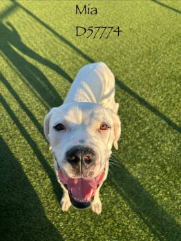 Mia -  Dogo Argentino Dog for Adoption in Clarksville, Tennessee - Mia | PetCurious