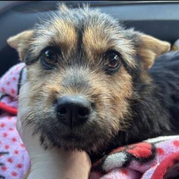 Terrier Dogs Available for Adoption in Wake Forest, North Carolina - Yukari | PetCurious