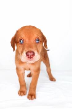 Labrador Retriever Dogs Available for Adoption in Bixby, Oklahoma - Lochlan | PetCurious