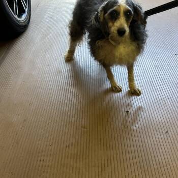 BIRDIE (mini) -  Bernedoodle Dog for Adoption in Rossford, Ohio - BIRDIE (mini) | PetCurious