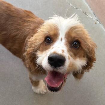 Darla -  Cocker Spaniel and Mixed Breed Dog for Adoption in Goleta, California - Darla | PetCurious