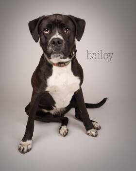 Rescue Boxer Dogs for Adoption in Peconic, New York - Bailey | PetCurious