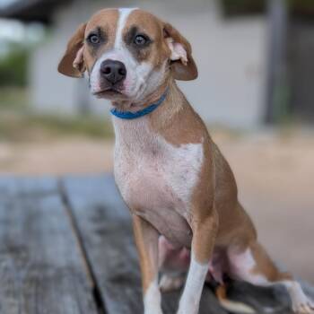 Sweetie -  Whippet and Mixed Breed Dog for Adoption in Buchanan Dam, Texas - Sweetie | PetCurious