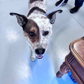 Cattle Dog and Mixed Breed Dogs Available for Adoption in Bismarck, North Dakota - Patch | PetCurious