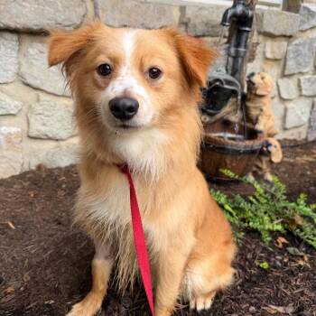 Brunson -  Mixed Breed Dog for Adoption in Chester Springs, Pennsylvania - Brunson | PetCurious