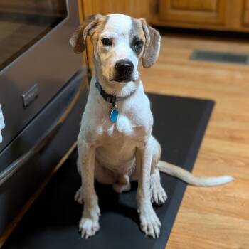 Hunter -  Mixed Breed Dog for Adoption in Independence, Kansas - Hunter | PetCurious