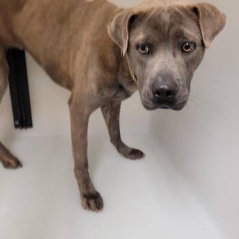 Mixed Breed Dogs Available for Adoption - MAXINE J | PetCurious