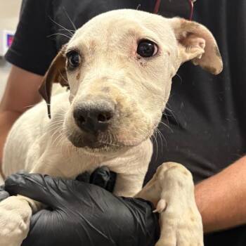 Moonie -  Pit Bull Terrier Dog for Adoption in Yuma, Arizona - Moonie | PetCurious