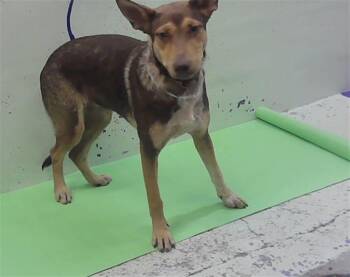 MARY JANE -  German Shepherd Dog and Mixed Breed Dog for Adoption in Houston, Texas - MARY JANE | PetCurious
