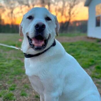Labrador Retriever Dogs Available for Adoption in Brentwood, Tennessee - Tucker | PetCurious
