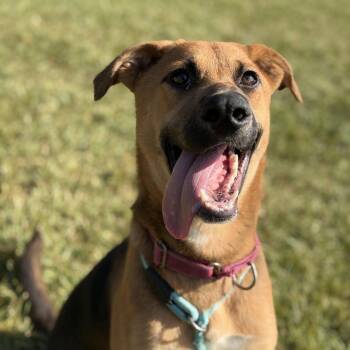 Fern -  German Shepherd Dog Dog for Adoption in Pearland, Texas - Fern | PetCurious