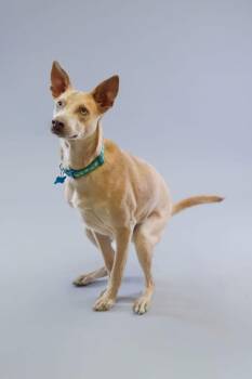 Whippet Dogs Available for Adoption in Calgary, Alberta - Vladimir | PetCurious