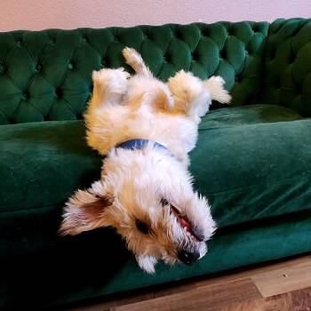 Rescue Cairn Terrier Dogs for Adoption in Austin, Texas - Scrappy | PetCurious