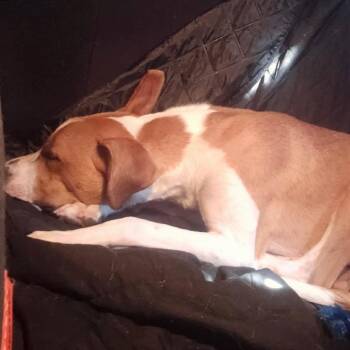 PoPo -  Mixed Breed Dog for Adoption in Asheville, North Carolina - PoPo | PetCurious