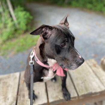Fiona -  Terrier Dog for Adoption in Bowie, Maryland - Fiona | PetCurious