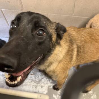 Goopie -  Belgian Shepherd Malinois Dog for Adoption in Yuma, Arizona - Goopie | PetCurious