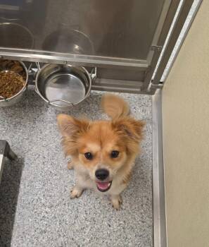 Kojak -  Terrier Dog for Adoption in Athens, Tennessee - Kojak | PetCurious