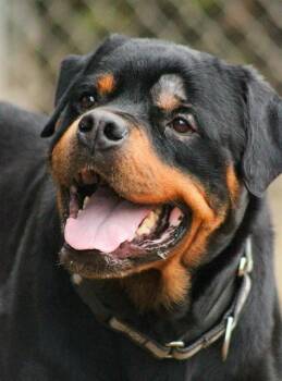 Rottweiler and Mixed Breed Dogs Available for Adoption - POODLE | PetCurious