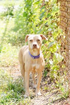 Peanut -  Terrier Dog for Adoption in Newburgh, Indiana - Peanut | PetCurious