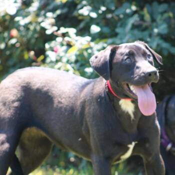 Mixed Breed Dogs Available for Adoption in Groveland, Massachusetts - Elle | PetCurious