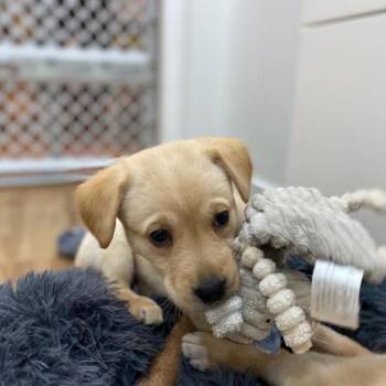Retriever Dogs Available for Adoption - Davy | PetCurious