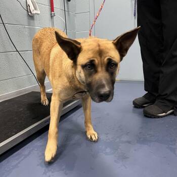 Belgian Shepherd Malinois and Mixed Breed Dogs Available for Adoption in Greensboro, North Carolina - Astrid | PetCurious