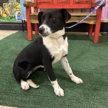 Mixed Breed Dogs Available for Adoption in Midland, Texas - FWT Oreo | PetCurious