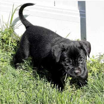 Beagle and Black Labrador Retriever Dogs Available for Adoption in Longview, Texas - Ruthie | PetCurious