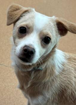 Luna -  Chihuahua and Shih Tzu Dog for Adoption in Norwalk, Connecticut - Luna | PetCurious