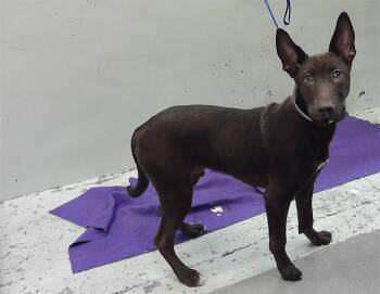 Staffordshire Bull Terrier and Mixed Breed Dogs Available for Adoption - SKOOBY | PetCurious