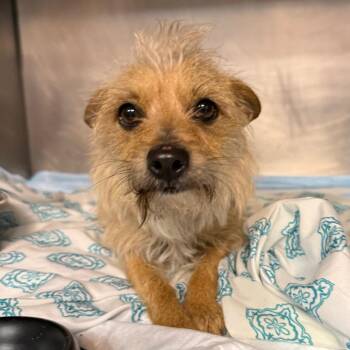 Yorkshire Terrier Dogs Available for Adoption - Maxi Walker | PetCurious